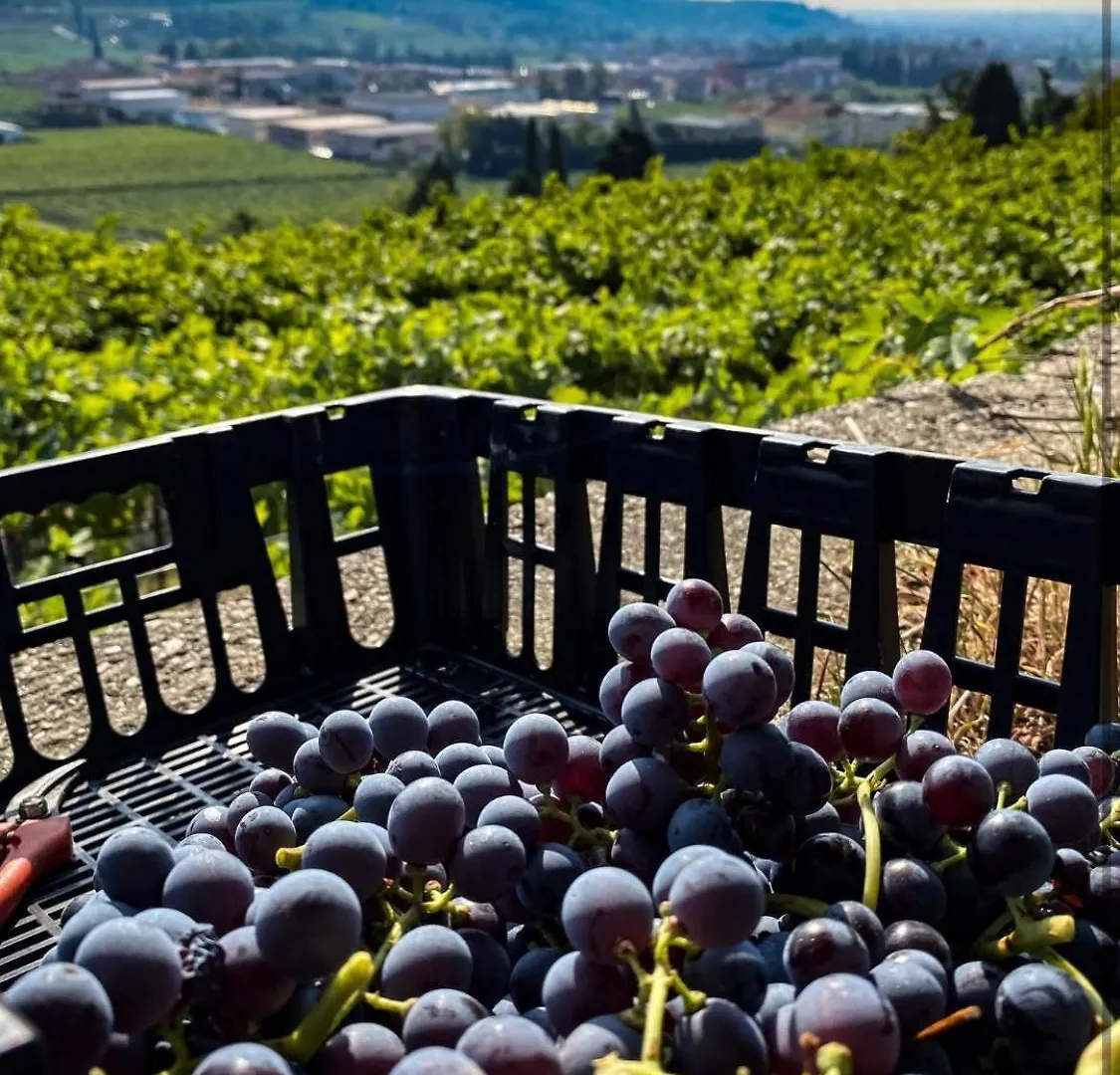 Holiday home Villa In Valpolicella San Pietro in Cariano Italy